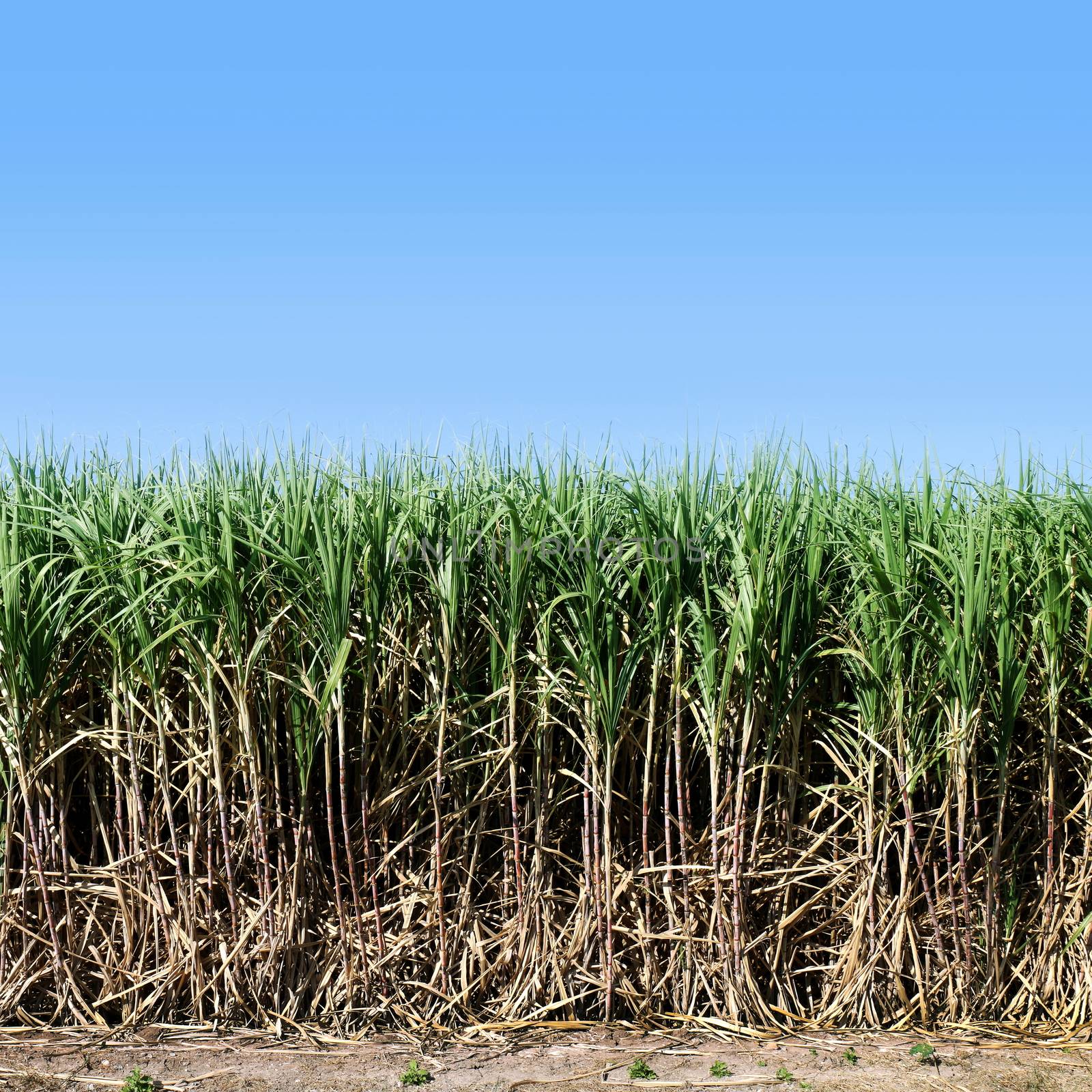 Sugarcane, Sugarcane plants grow in field, Plantation Sugar cane tree farm, Background of sugarcane field by cgdeaw