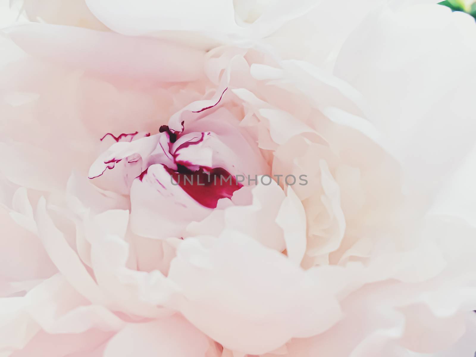 Pink peony flower as abstract floral background for holiday branding by Anneleven