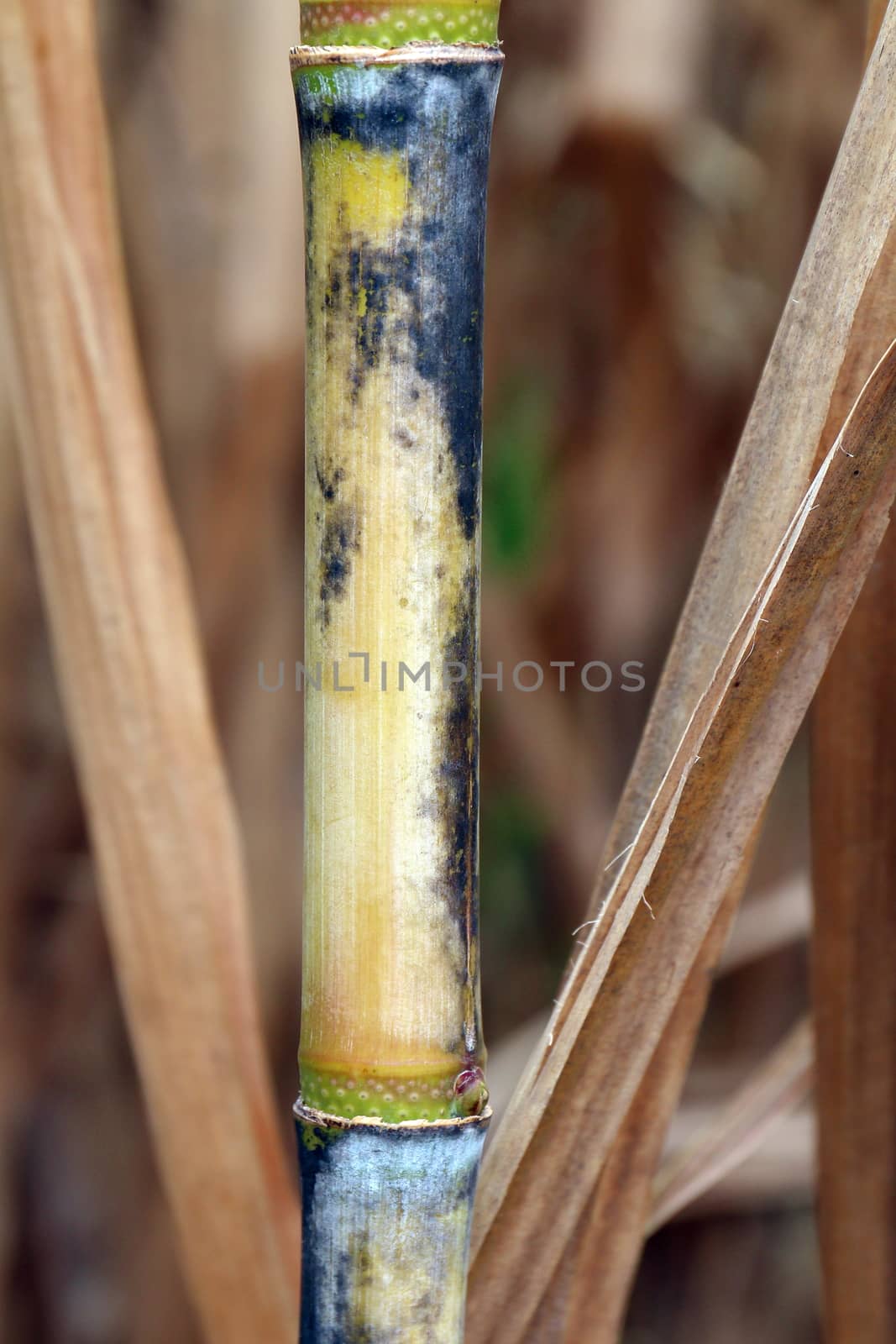 sugarcane fresh plantation, sugarcane close-up, sugarcane agriculture