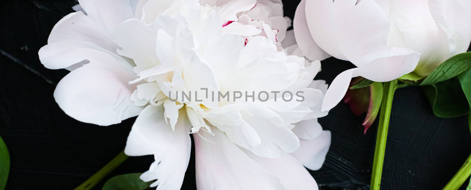 Blooming peony flowers as floral art background, botanical flatlay and luxury branding by Anneleven