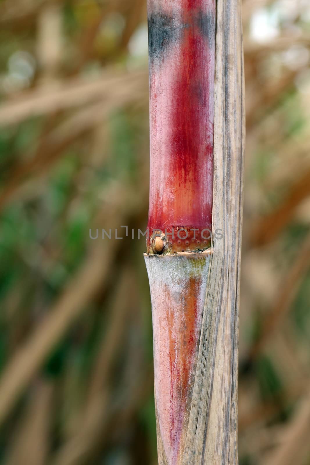 sugarcane fresh plantation, sugarcane close-up, sugarcane agriculture