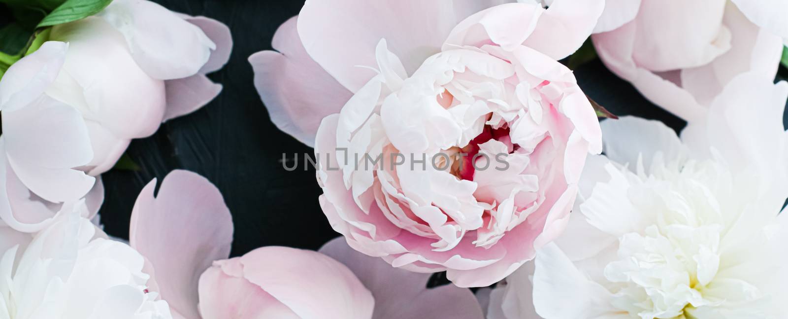 Blooming peony flowers as floral art background, botanical flatlay and luxury branding by Anneleven