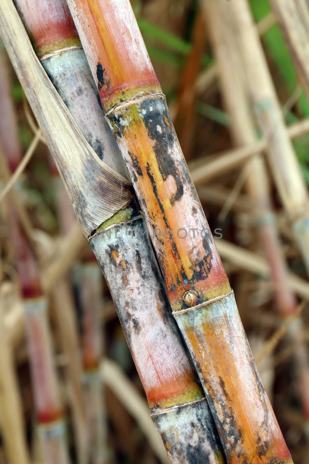 sugarcane fresh plantation, sugarcane close-up, sugarcane agriculture