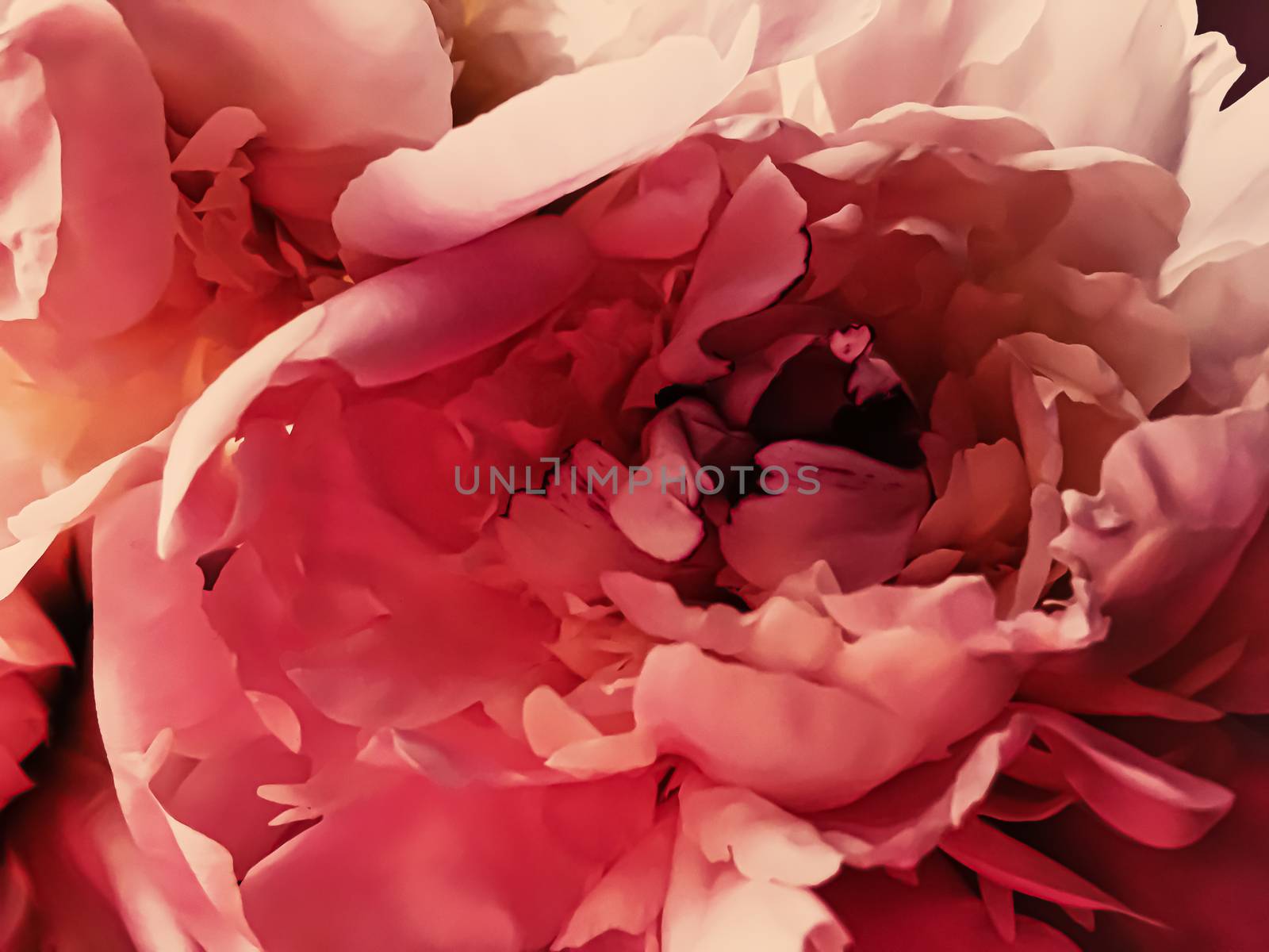 Red peony flower as abstract floral background for holiday branding design