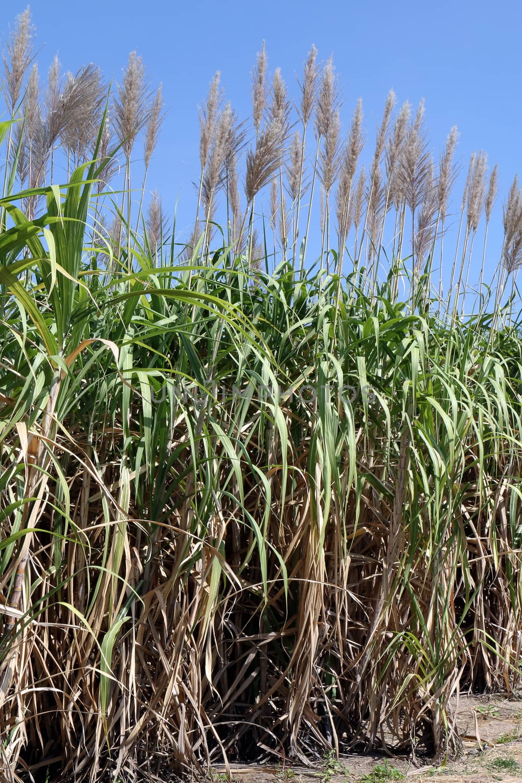 Sugarcane flower, Sugarcane plantation, Sugarcane plants grow in field, Plantation Sugar cane tree farm, Background of sugarcane field