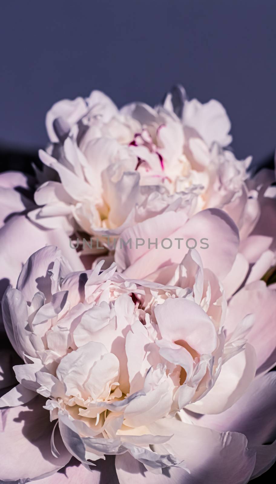 Peony flowers as luxury floral art background, wedding decor and event branding by Anneleven