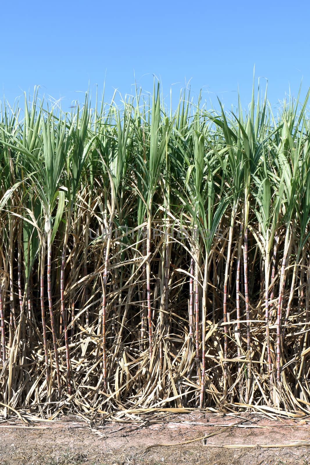Sugarcane, Sugarcane plants grow in field, Plantation Sugar cane tree farm, Background of sugarcane field by cgdeaw