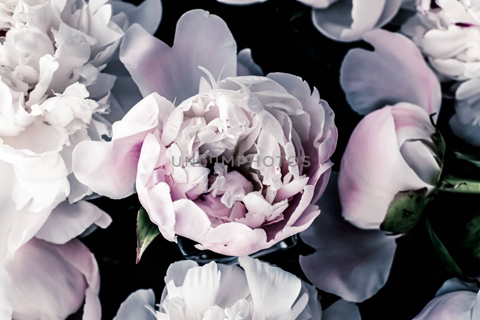 Pastel peony flowers as floral art background, botanical flatlay and luxury branding design