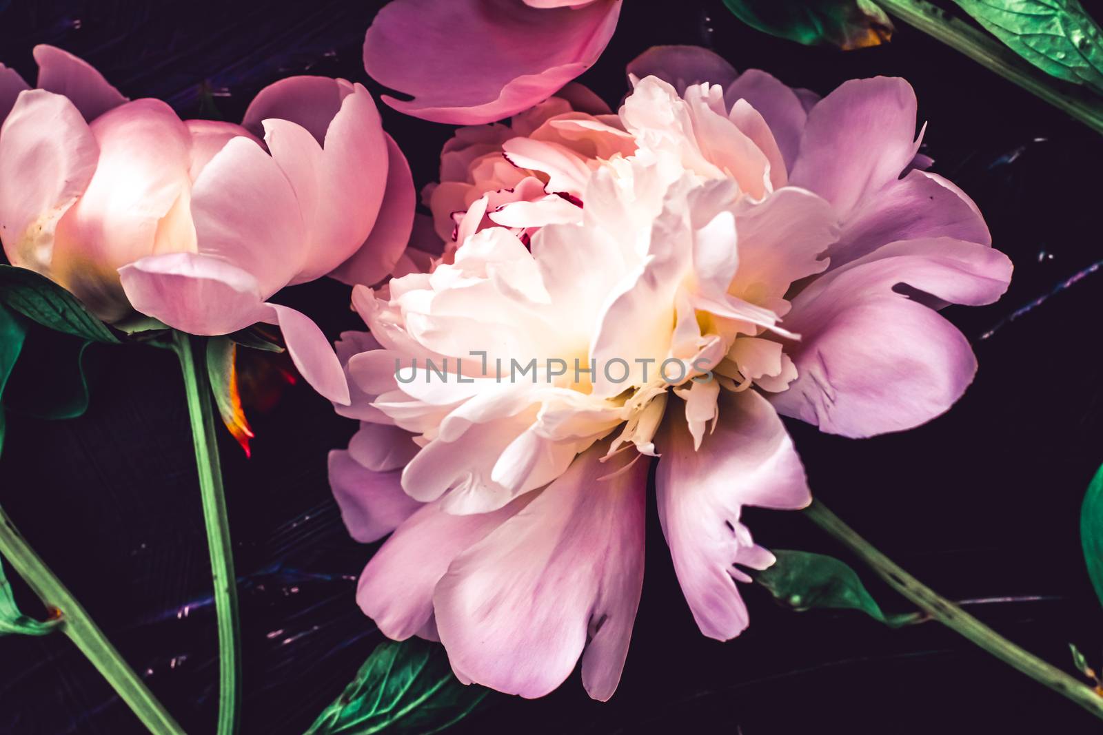 Pink peony flowers as floral art background, botanical flatlay and luxury branding by Anneleven