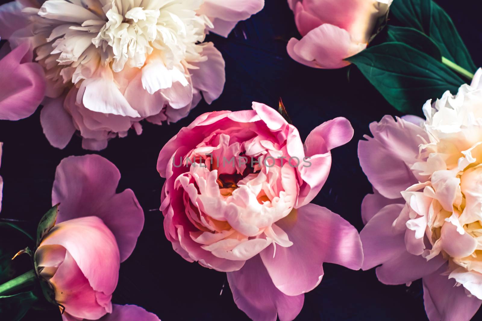 Pink peony flowers as floral art background, botanical flatlay and luxury branding design