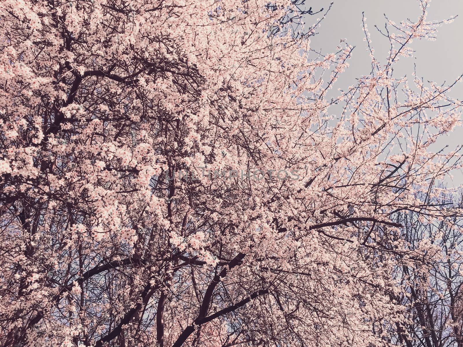 Blooming apple tree flowers in spring as floral background, nature and agriculture