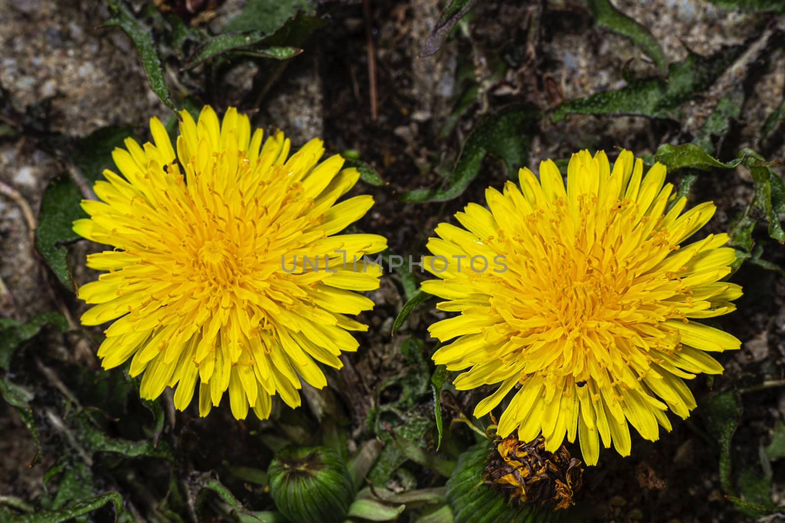 close up of two dandelion flower coming out of pavement