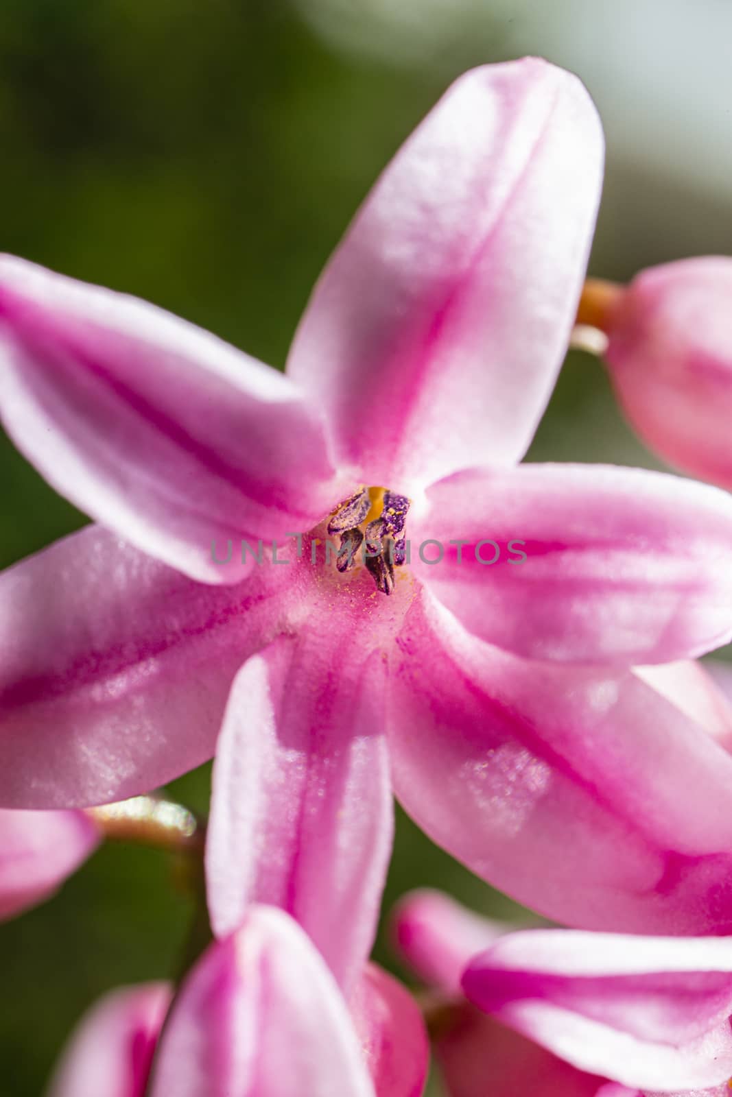 macro shot of a pink hyacinth flower