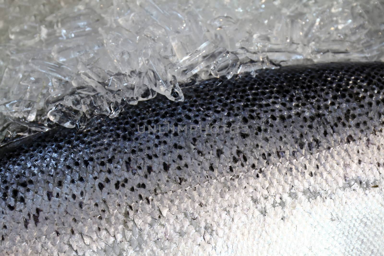 Skin Salmon fish, Salmon Fish scale texture and ice
