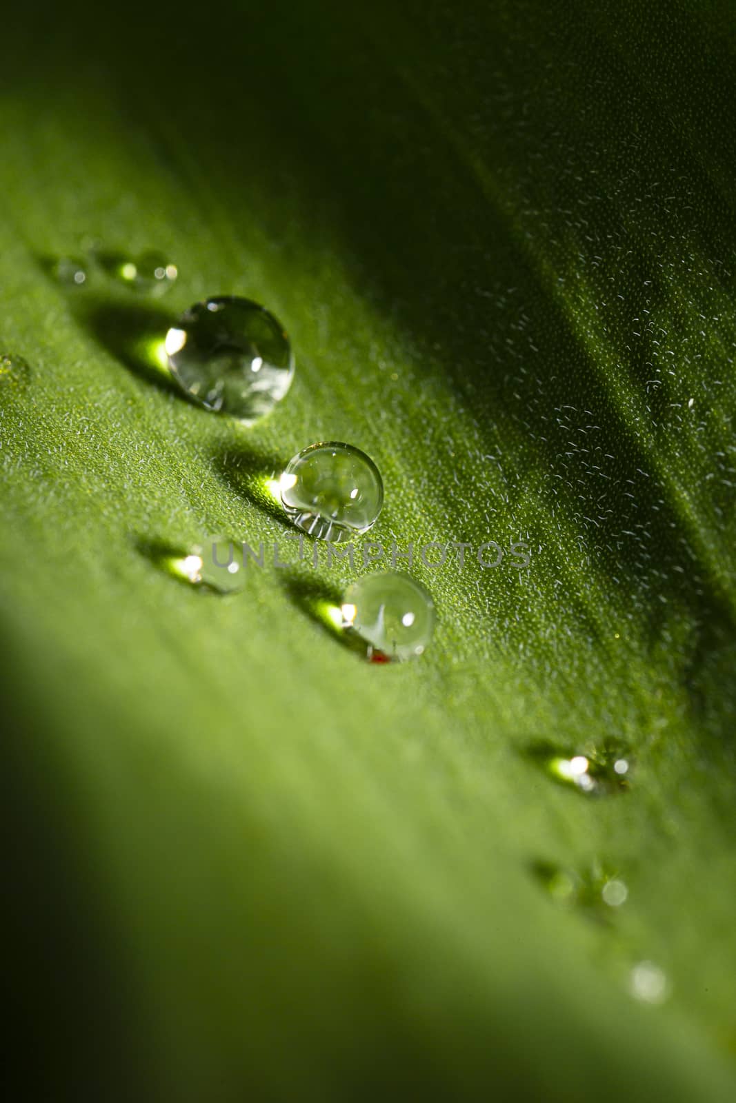Drop of water on a leaf by mypstudio