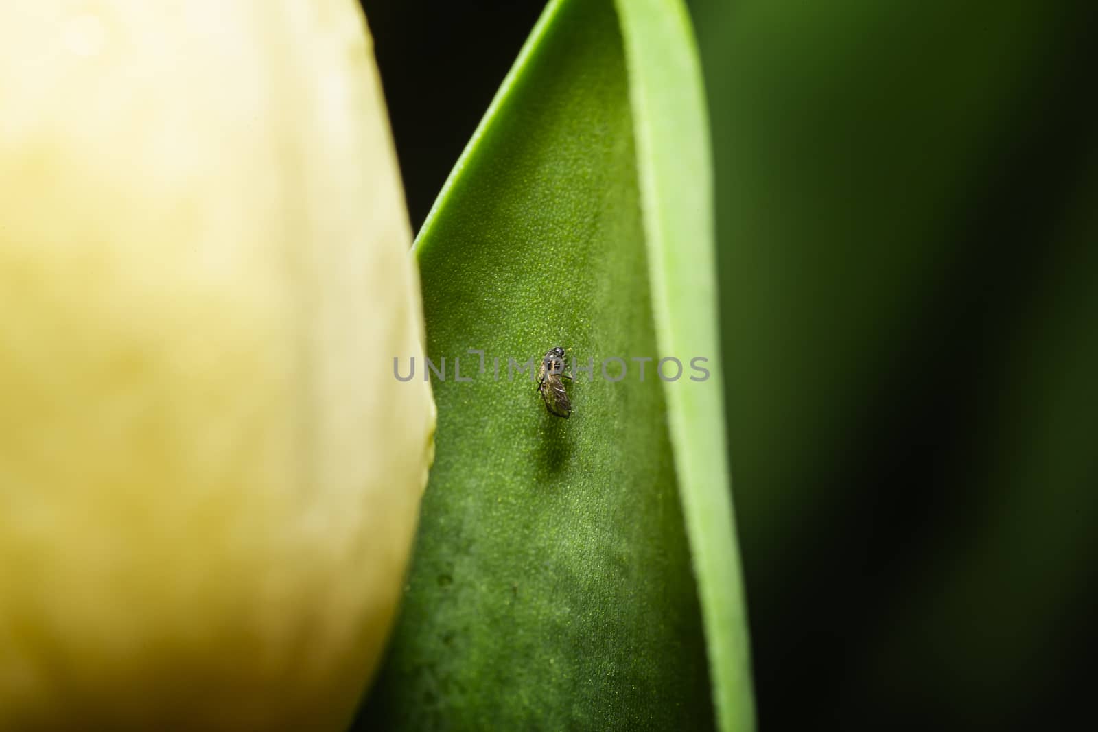 macro shot of a small fly on the leaf of a tulip