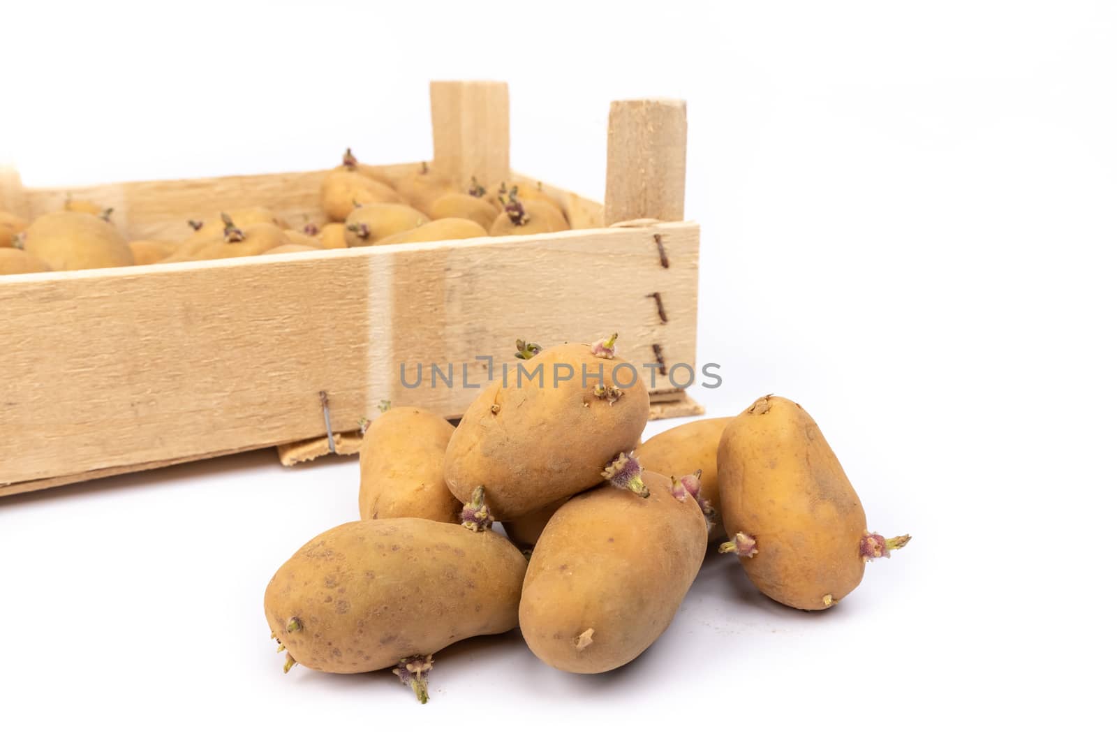 crate of sprouted potato plant ready for planting - on white background in studio