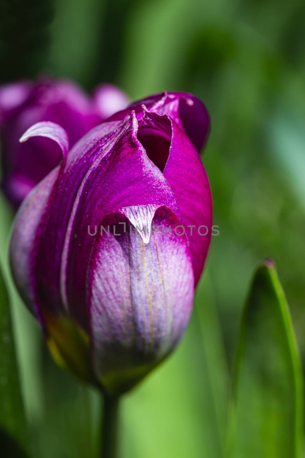 Macro shot of an opening purple tulip