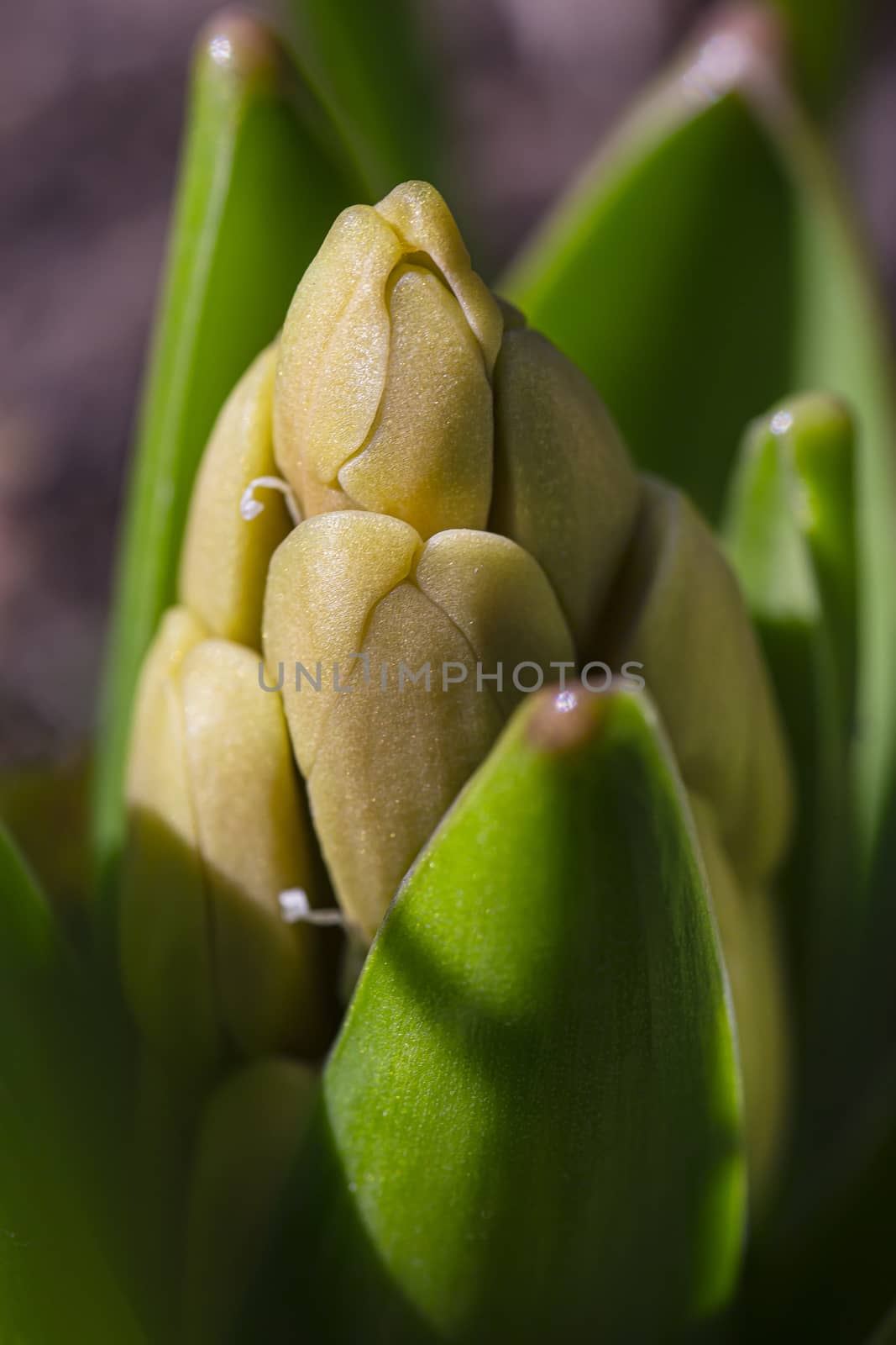 macro view of an growing jacinthe flower