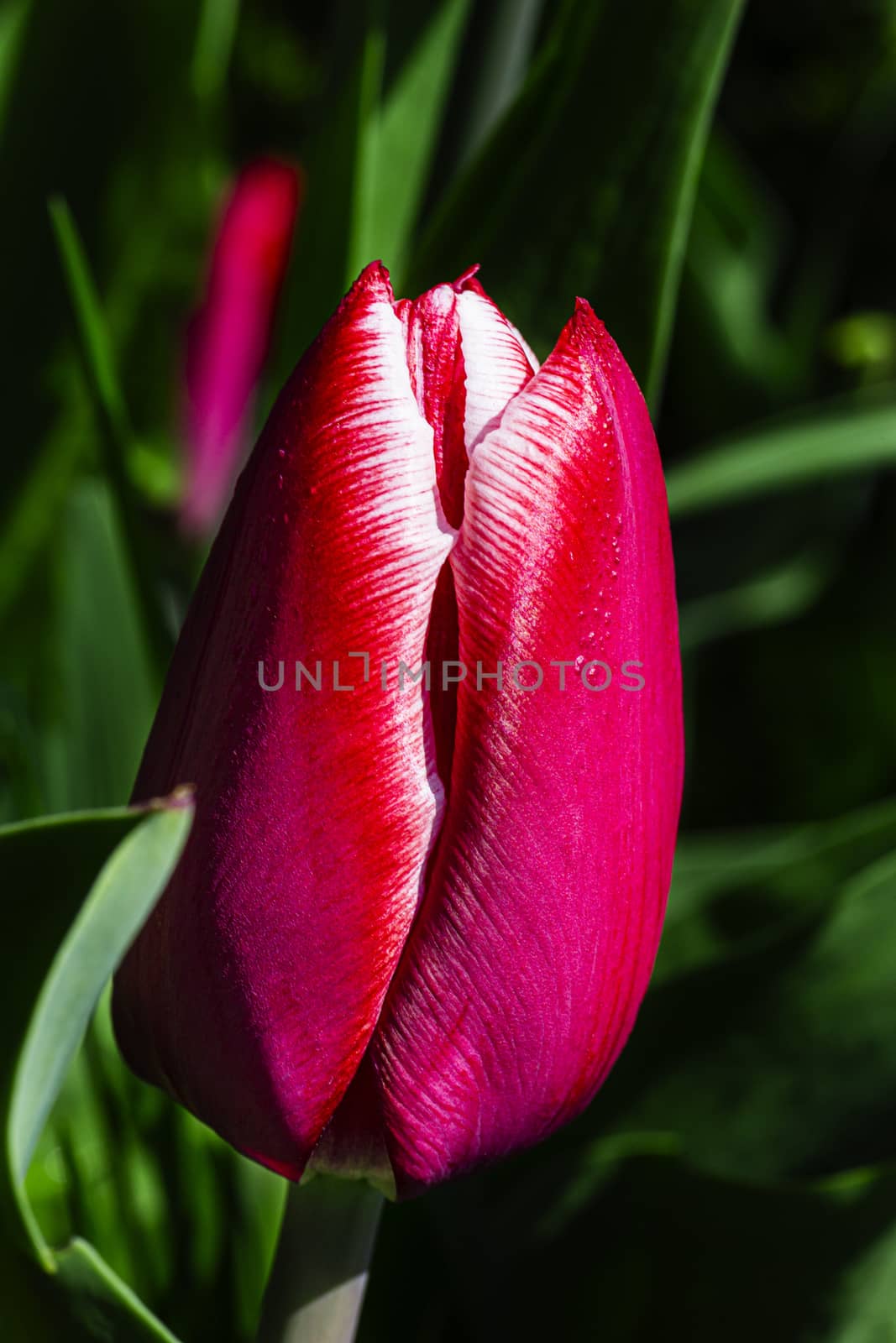 macro shot of a red tulip with white rum on it’s petal