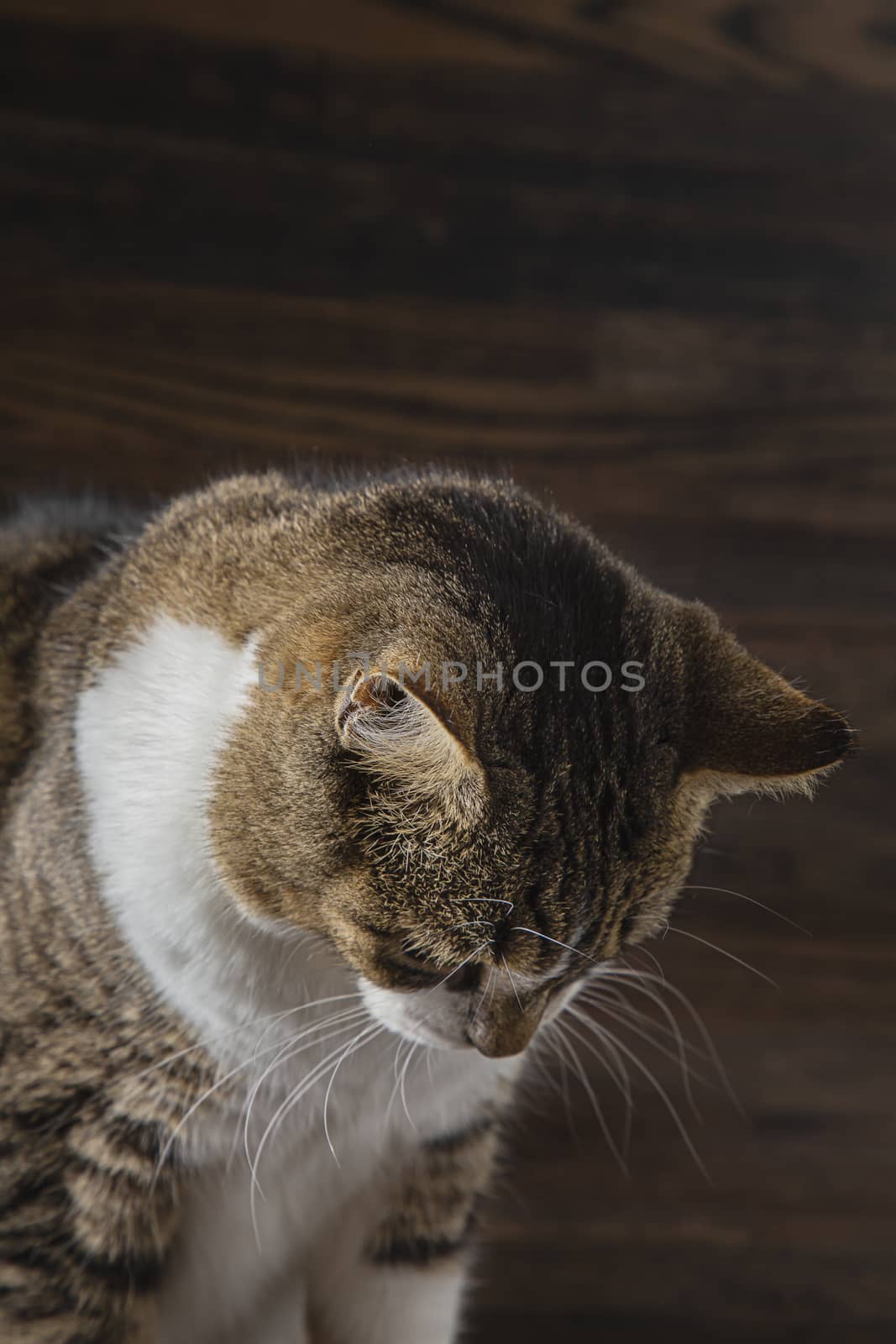 tabby cat, looking down, against a dark wood background