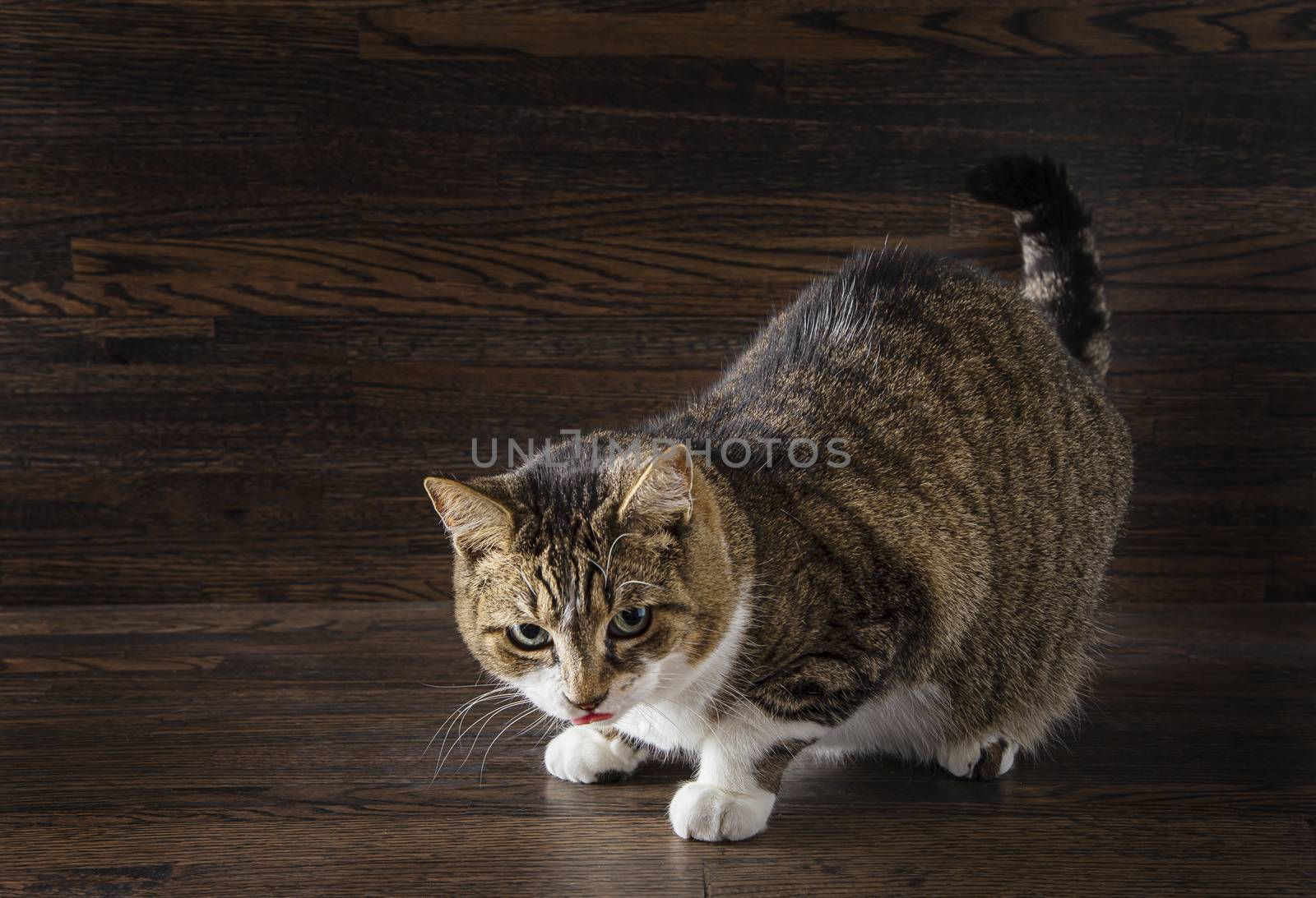 tabby cat, in squat position, licking her lips