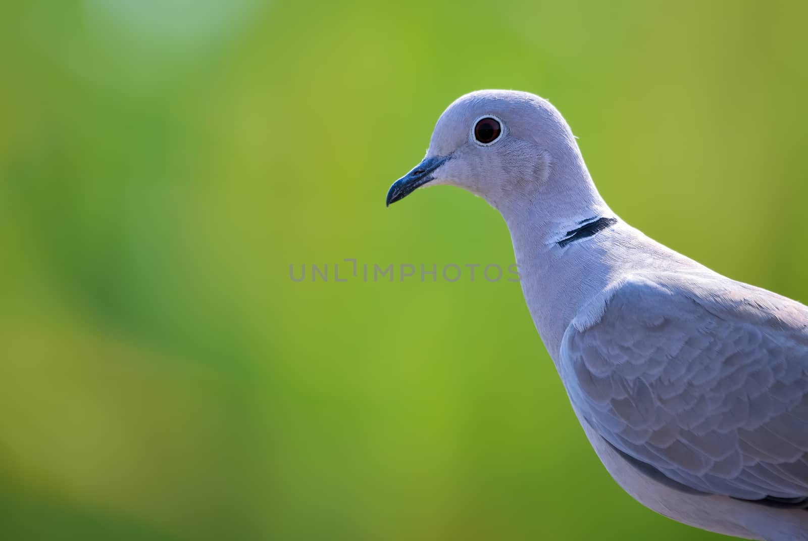 The Eurasian collared dove is a dove species native to Europe and Asia