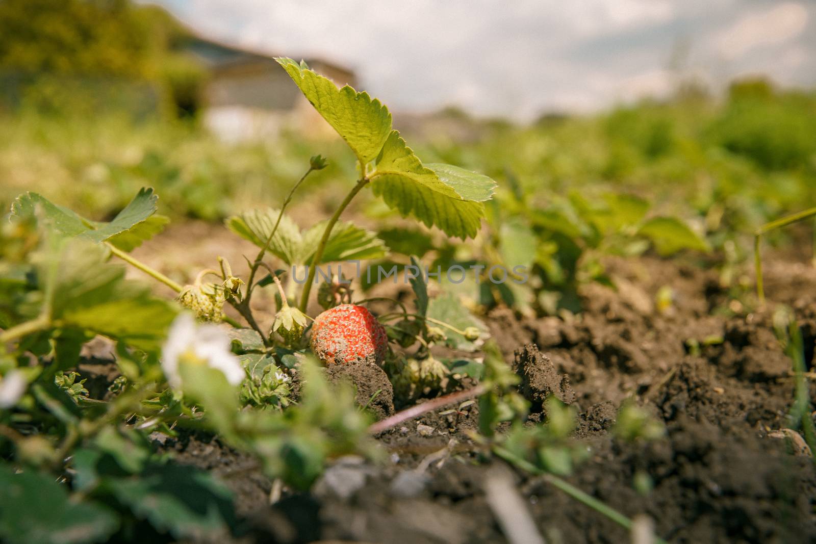 strawberries ripening in the sun in a field on an organic farm, healthy fruit without chemicals.