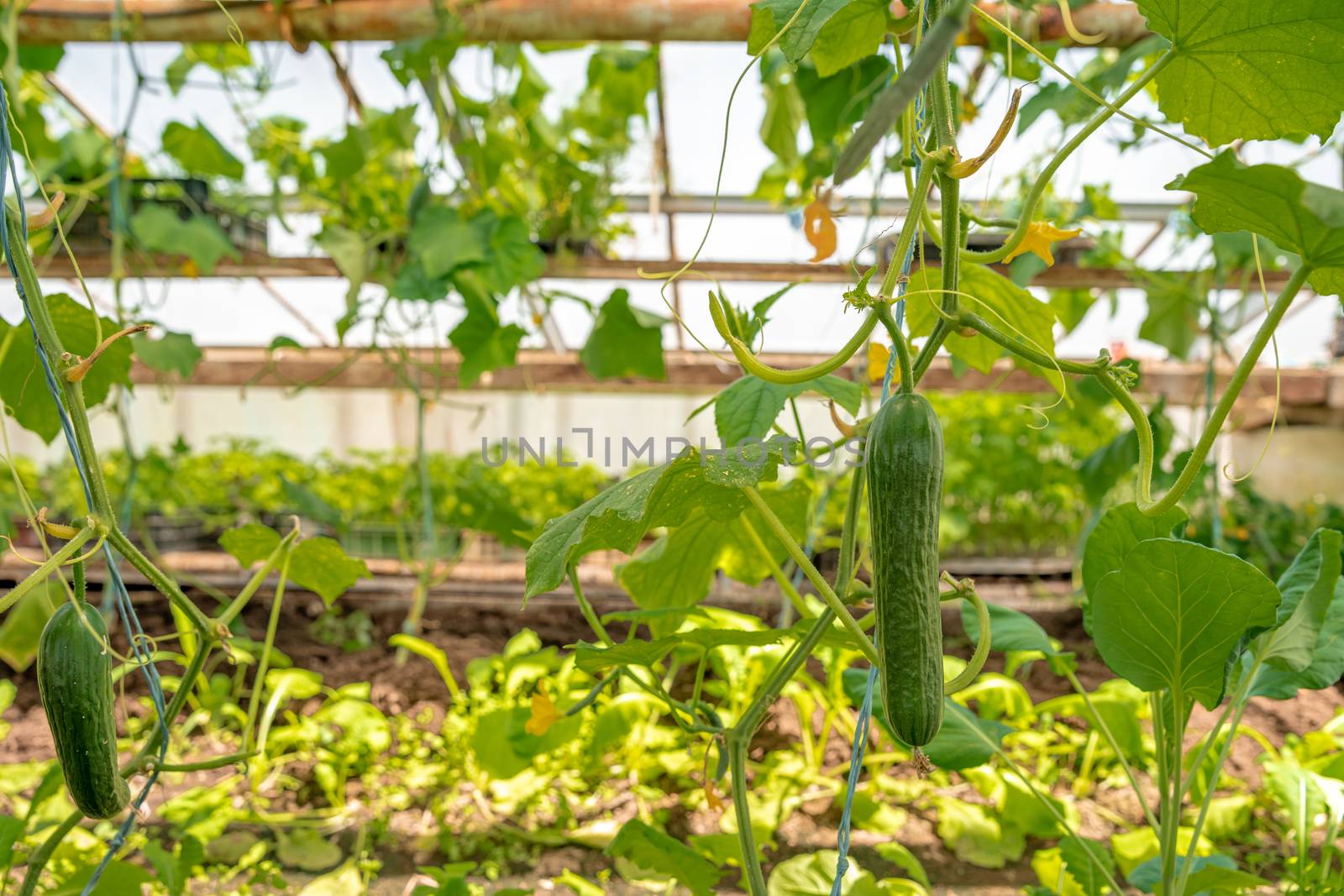 cucumbers growing in a greenhouse on an organic farm.