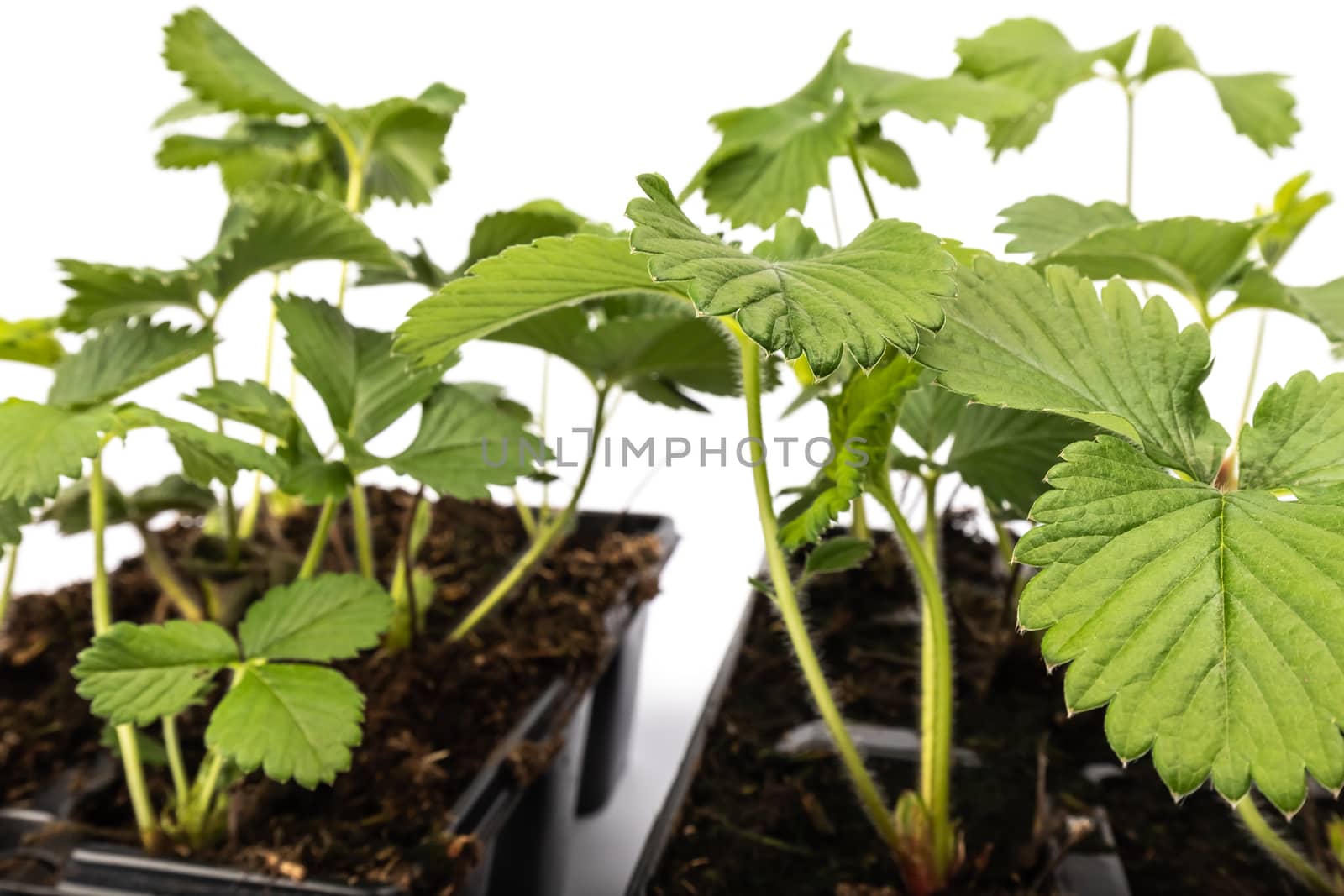 young strawberry plants in pots on white background in studio