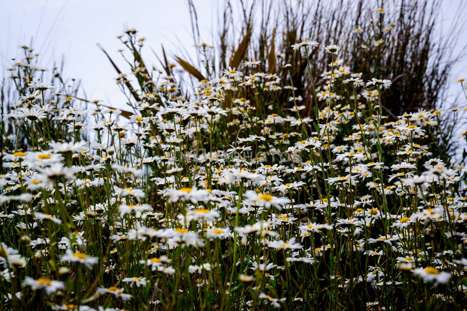 patch of lovely white ox eye daisies UK