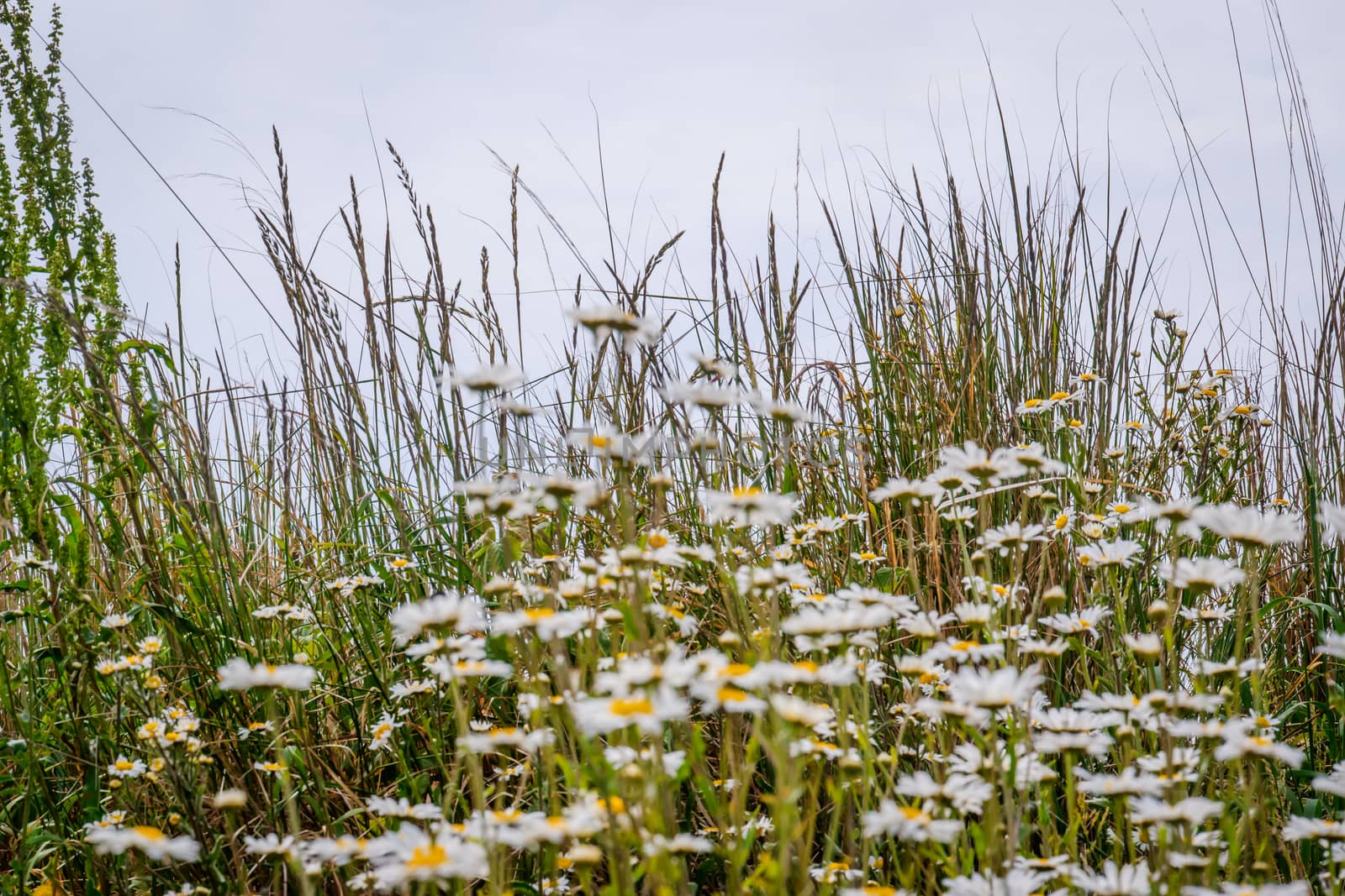 patch of lovely white ox eye daisies UK