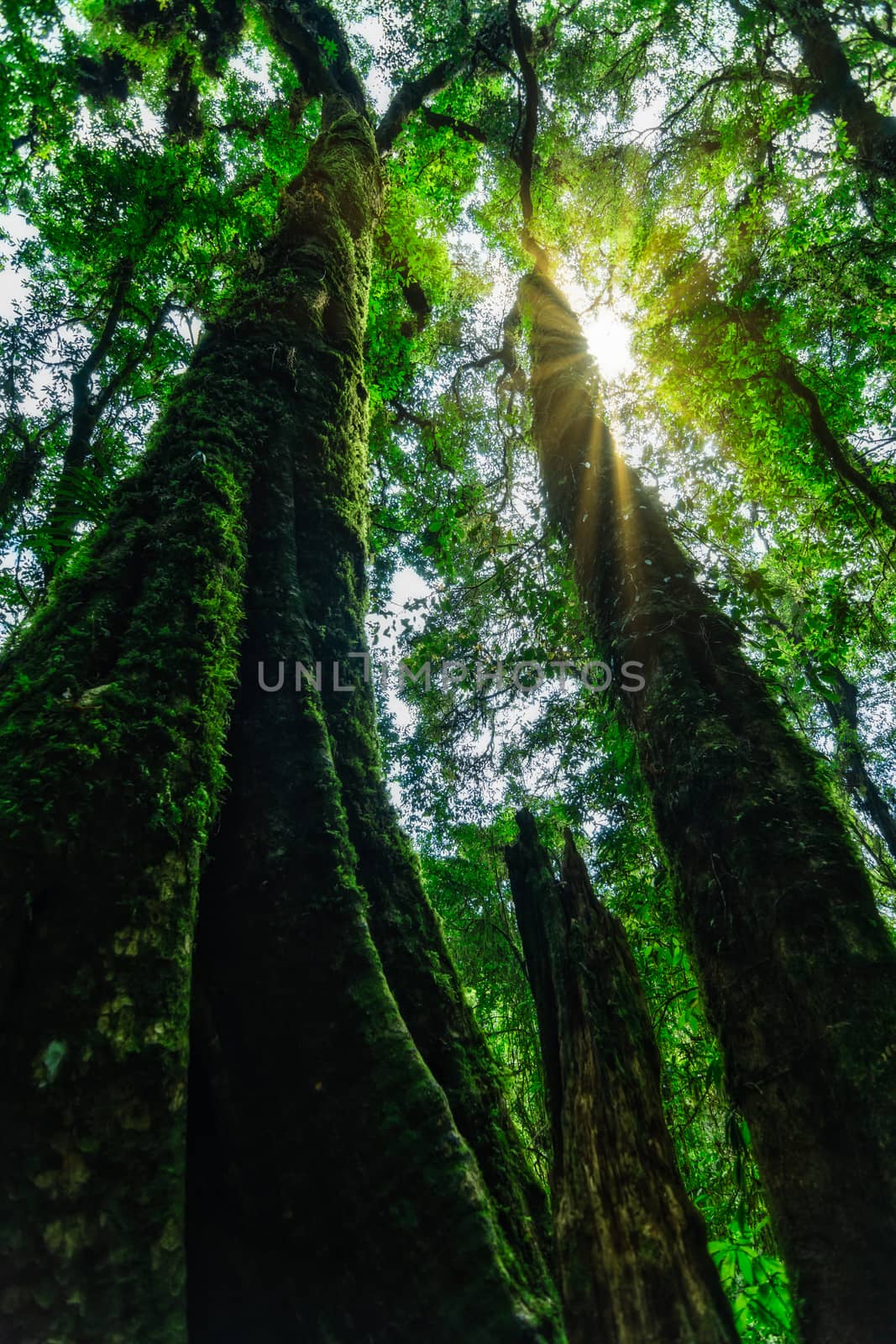 nature and forest
