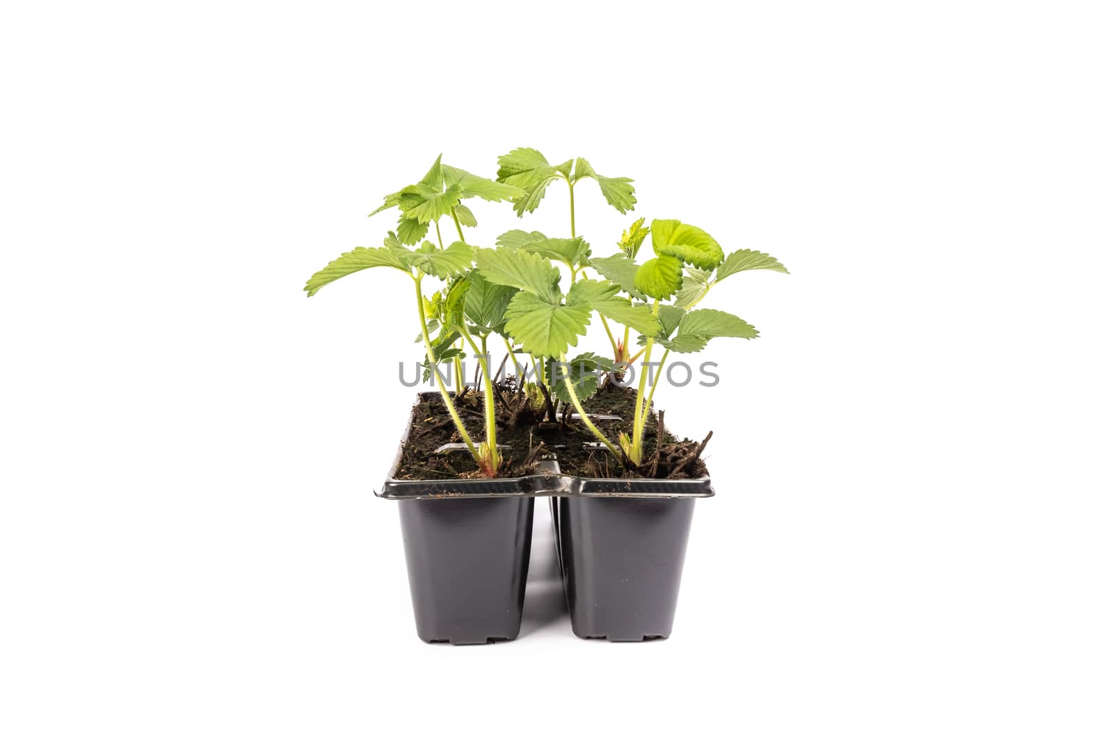 young strawberry plants in pots on white background in studio