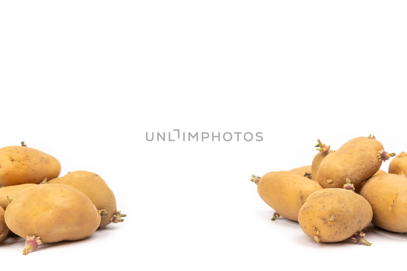 set of sprouted potato plants ready for planting - on white background in studio