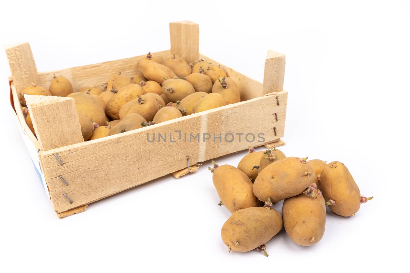 crate of sprouted potato plant ready for planting - on white background in studio