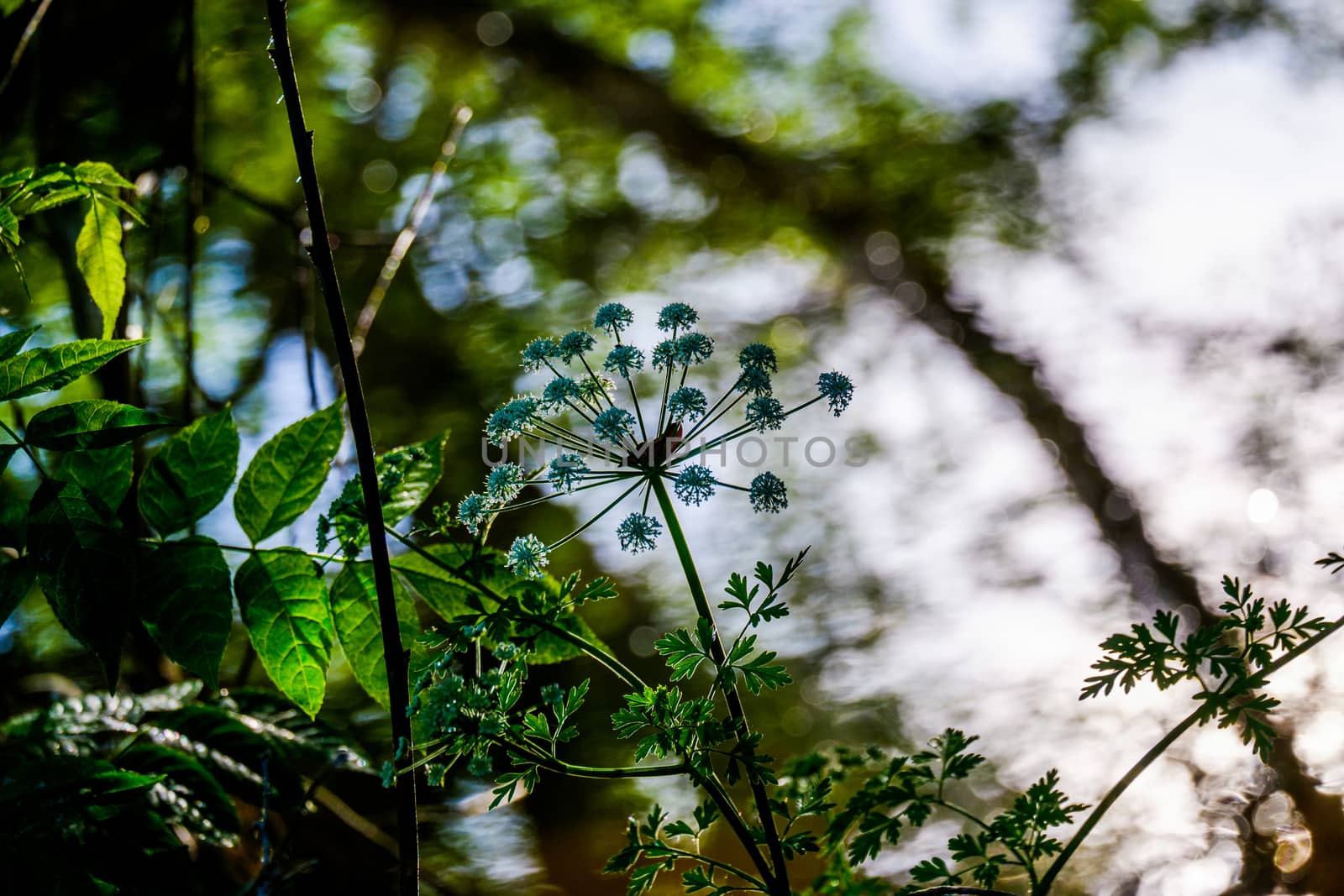 Medicinal plant growing in Siberia Yarrow Achillea millefolium flowers large