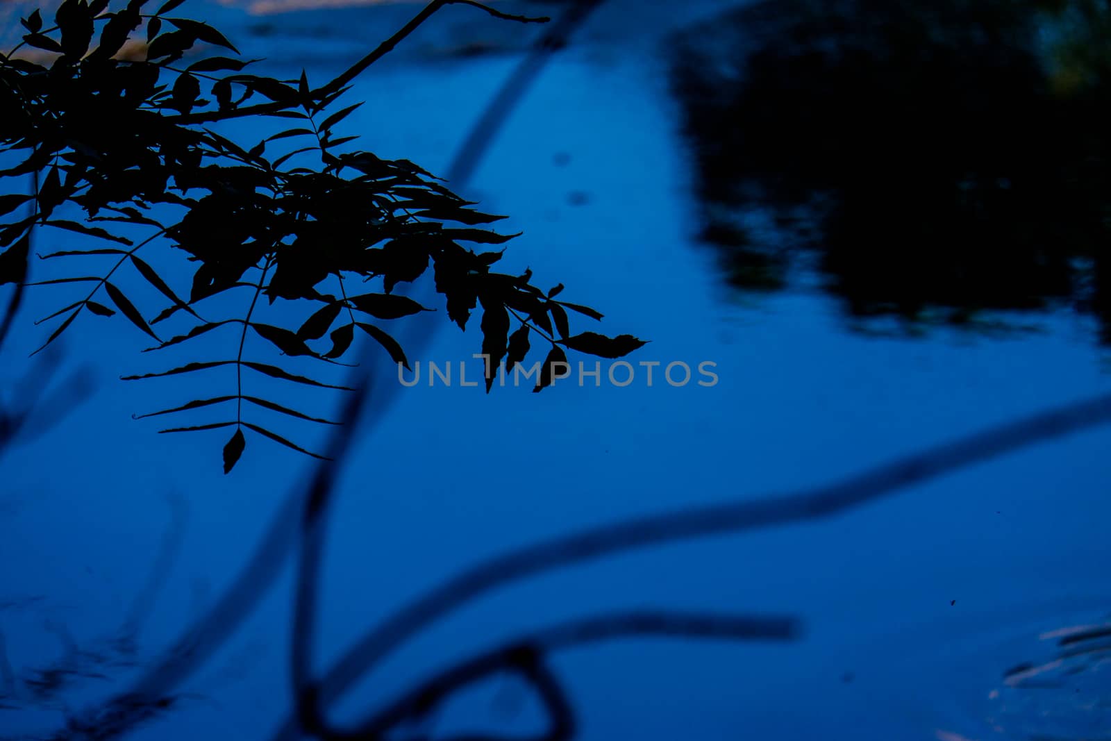 Overhanging Branches and leaves by the River Bela in Beetham