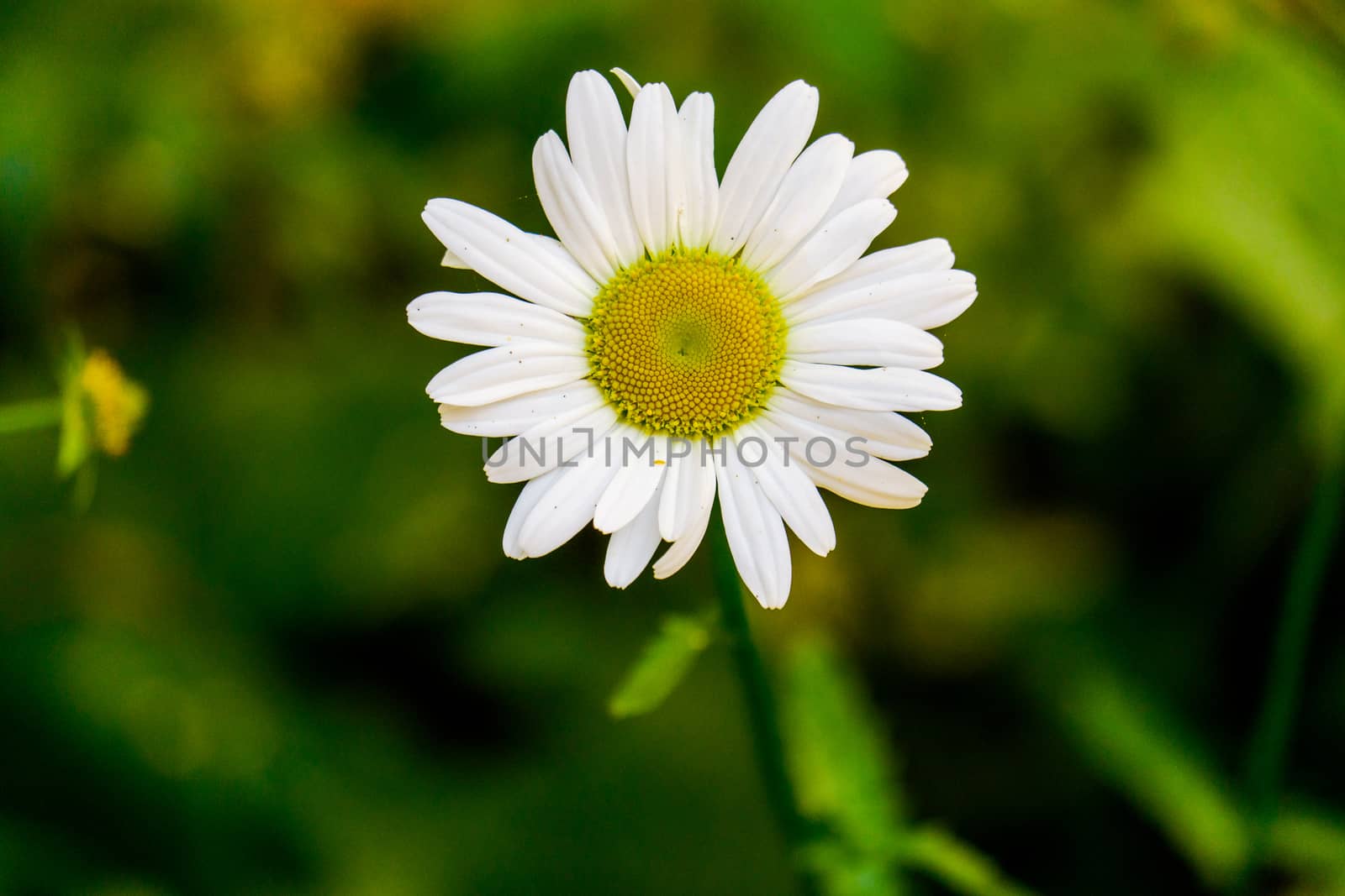 Flowering of daisies. Oxeye daisy, Leucanthemum vulgare, daisies Dog daisy Moon daisy