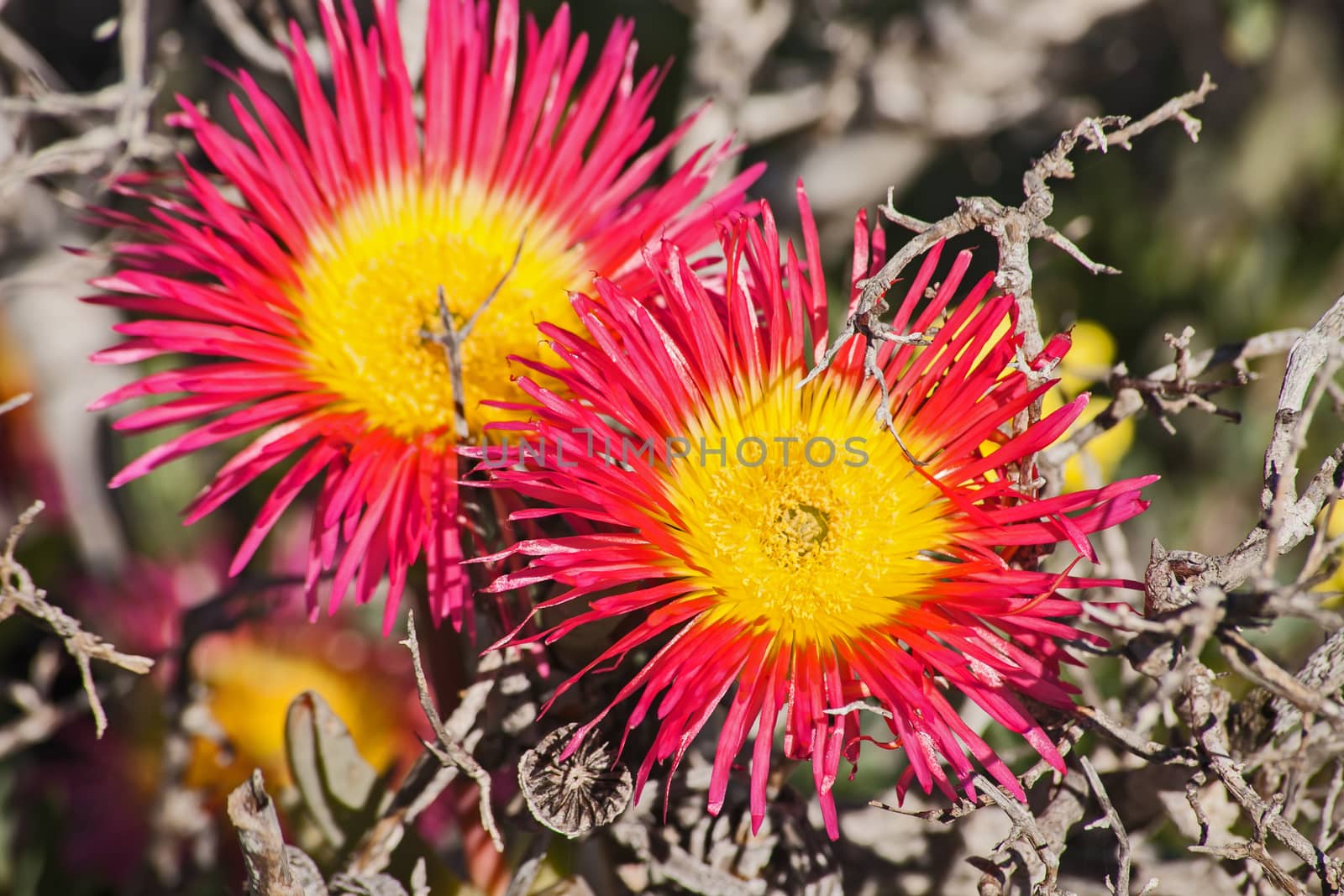 Two large bright flowers of the Giant Mat Vygie (Jordaaniella spongiosa) forms part of the Spring flower display of the Namaqualand region in South Africa.