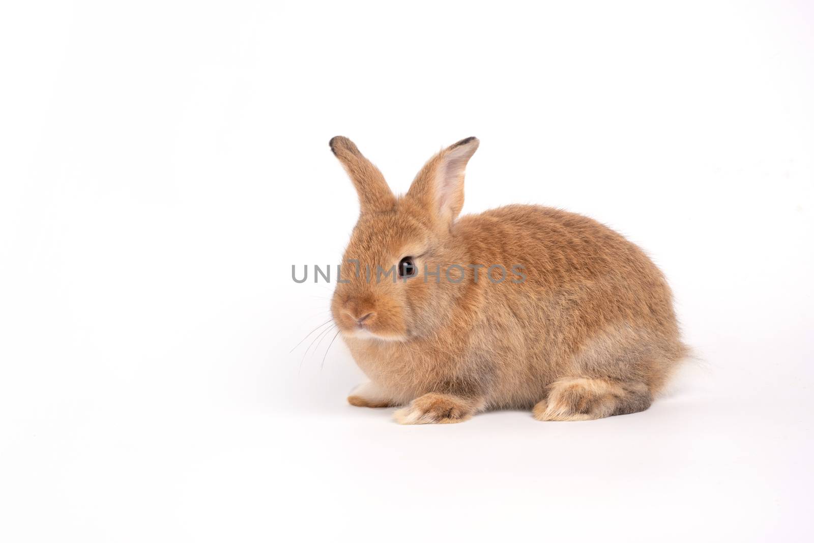 Furry and fluffy cute red brown rabbit erect ears are sitting look in the camera, isolated on white background. Concept of rodent pet and easter. by PattyPhoto