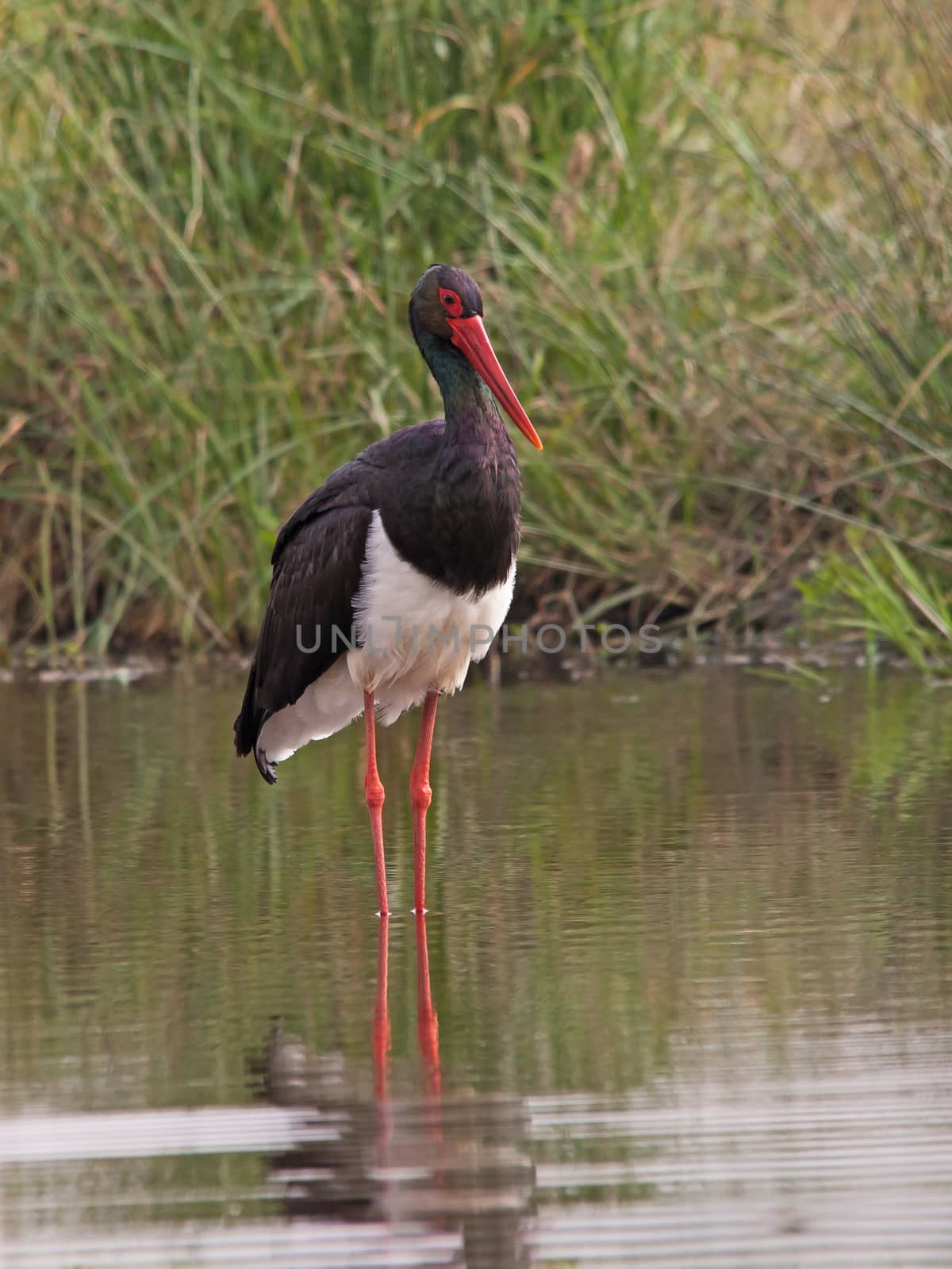 At five feet tall this elegant wader is the largest of all storks.
