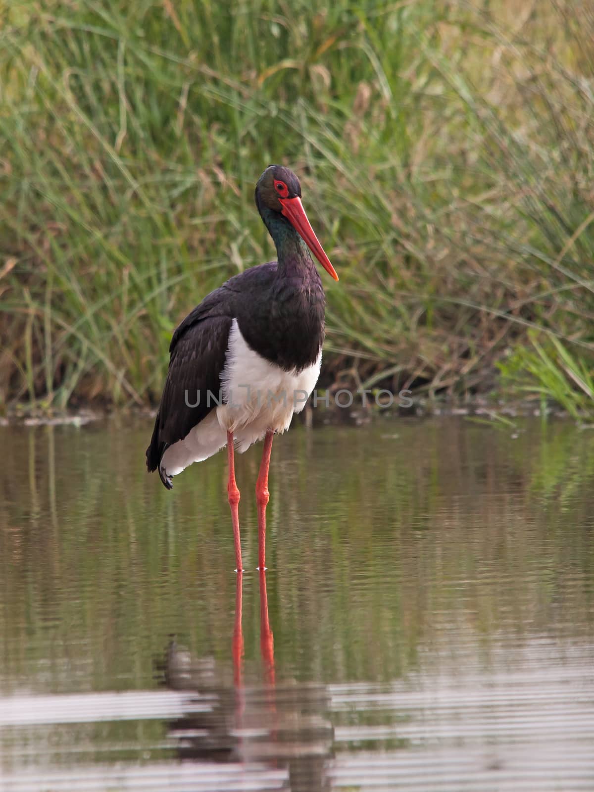 Saddle-billed Stork Ephippiorhynchus senegalensis 10690 by kobus_peche