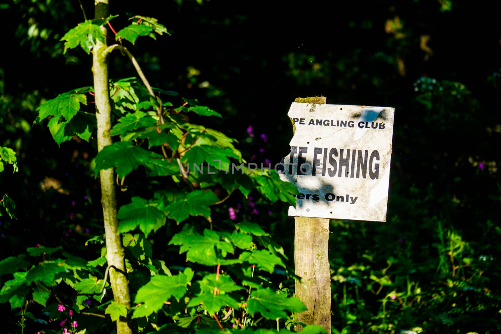 Private Fishing Sign Surrounded by Leaves