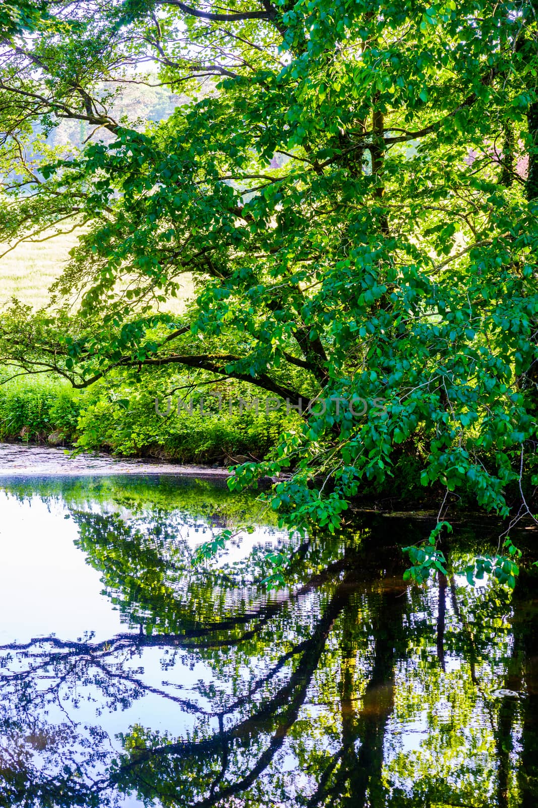 Sunny summer scene with small river and over hanging green trees.