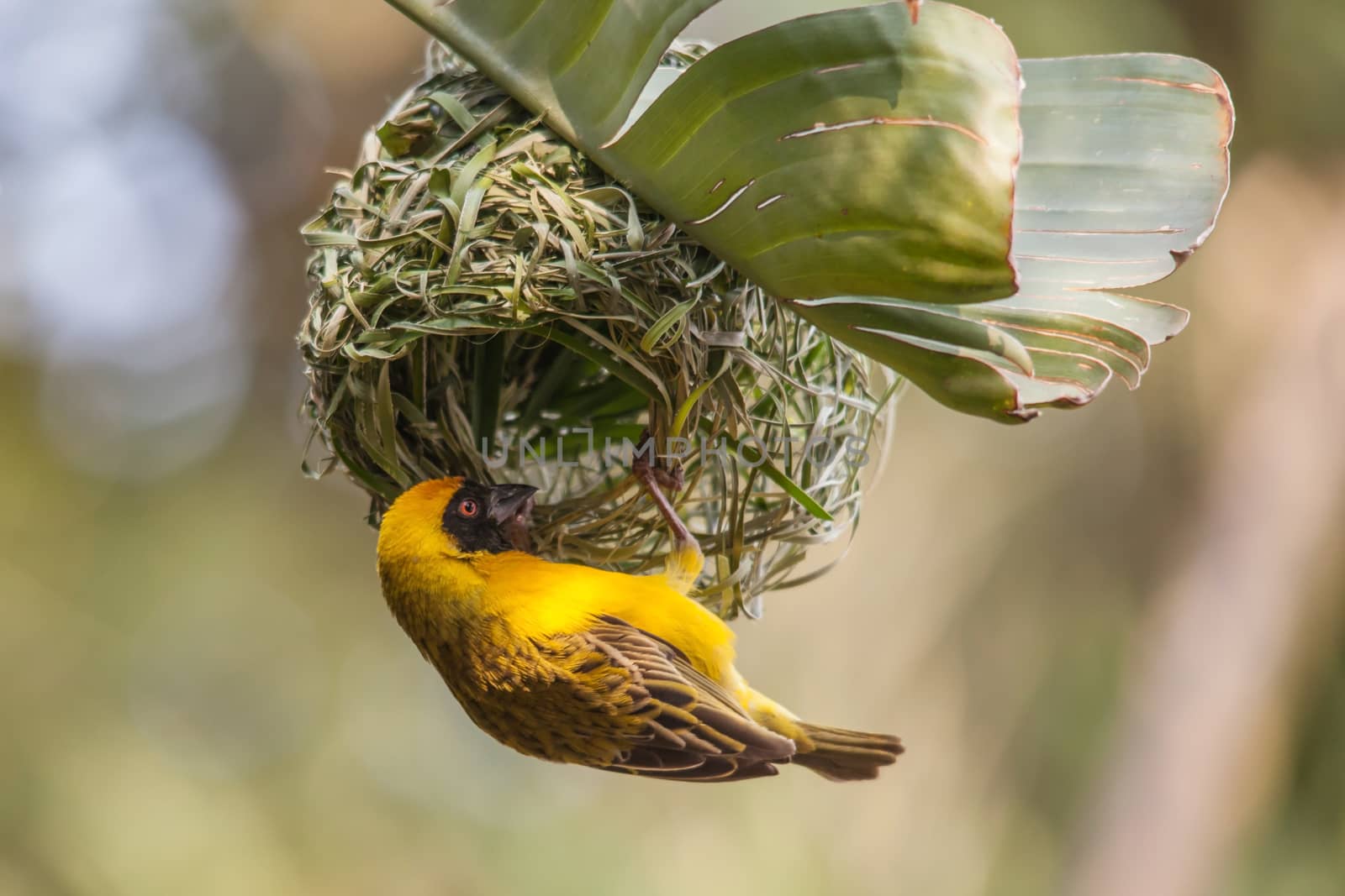 The Village Weaver (Ploceus cucullatus), in it's bright yellow breeding plumage, busy weaving a nest.