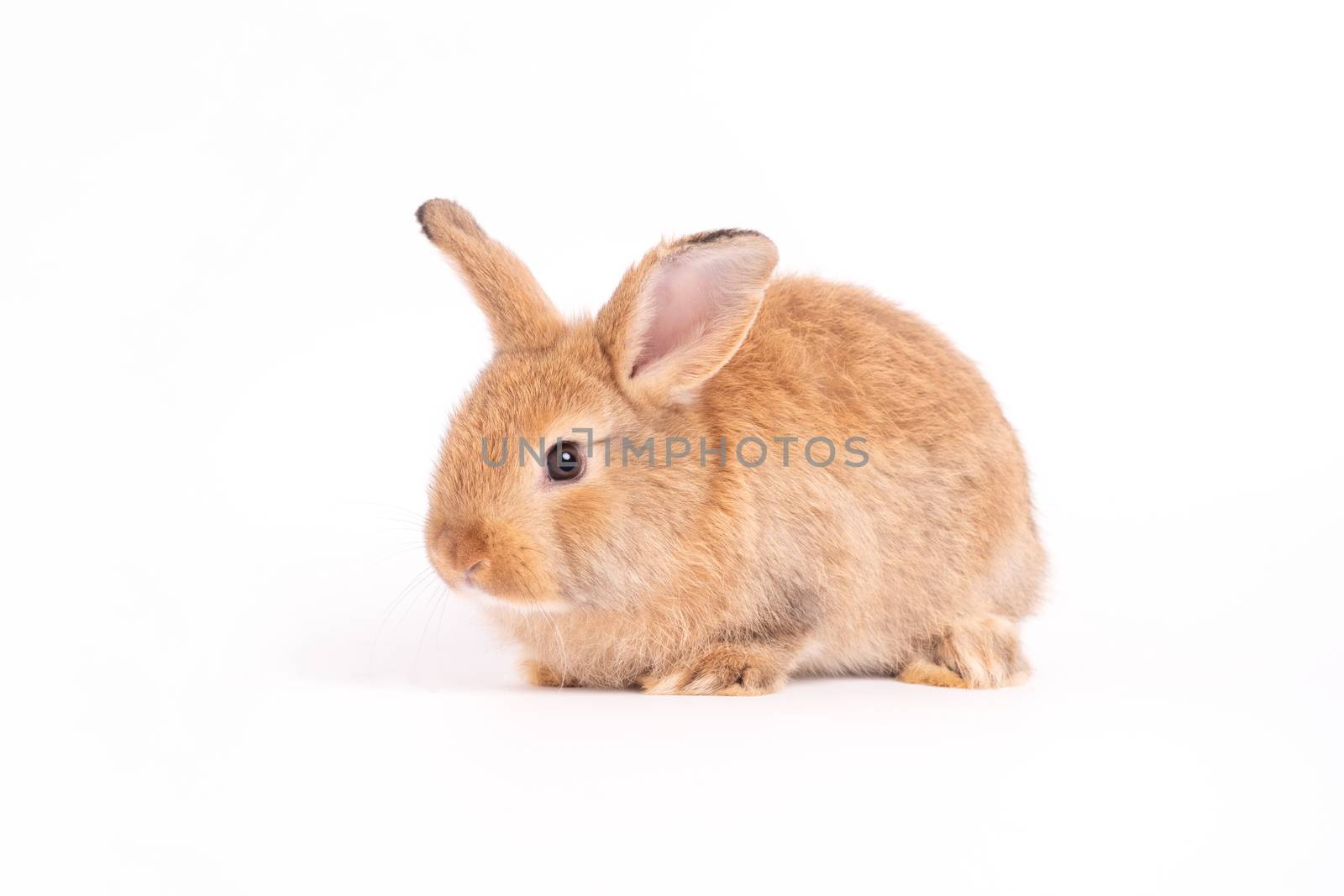 Furry and fluffy cute red brown rabbit erect ears are sitting look in the camera, isolated on white background. Concept of rodent pet and easter. by PattyPhoto