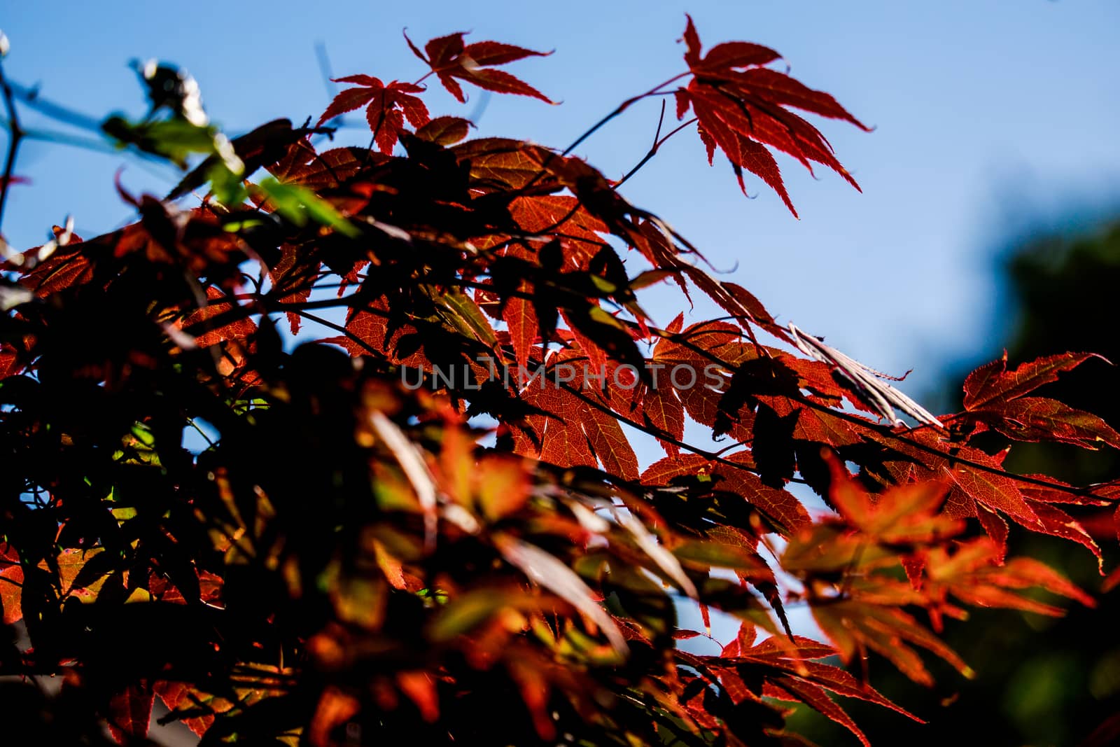 Close-up of graceful red leaves of Japanese Maple Acer by paddythegolfer