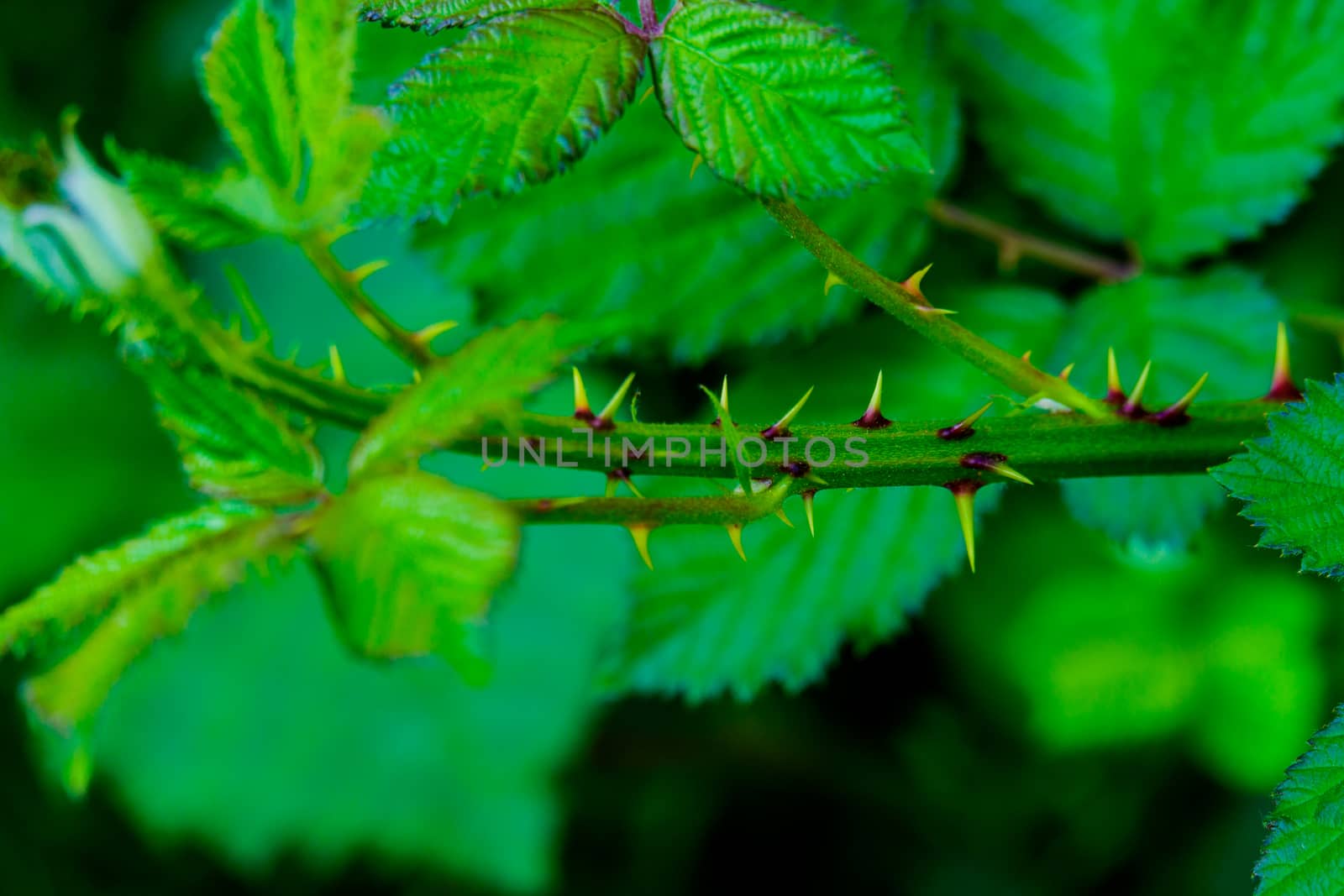 close up of young bramble stalk with thorns by paddythegolfer