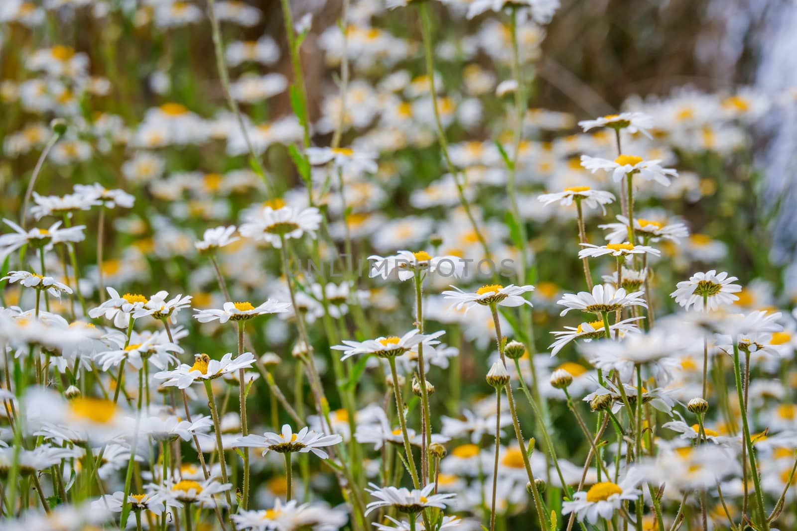 close up of a group of ox eye daisy UK
